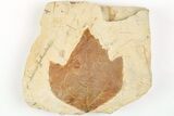 Fossil Sycamore Leaf (Platanus) - Montana #203358-1